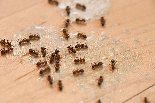 Best Pest Inspection Near Me  in Sumner, IL