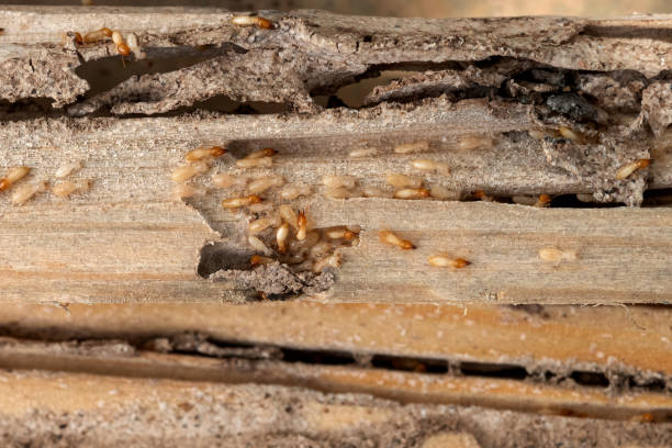 Best Flea Control Services  in Sumner, IL